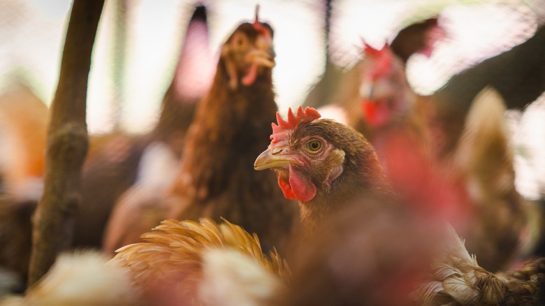 chickens in pen