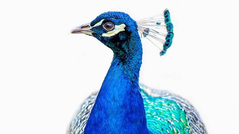 blue peacock 