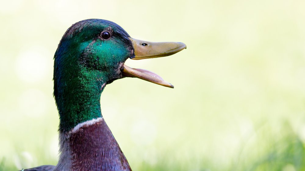 loud mallard duck