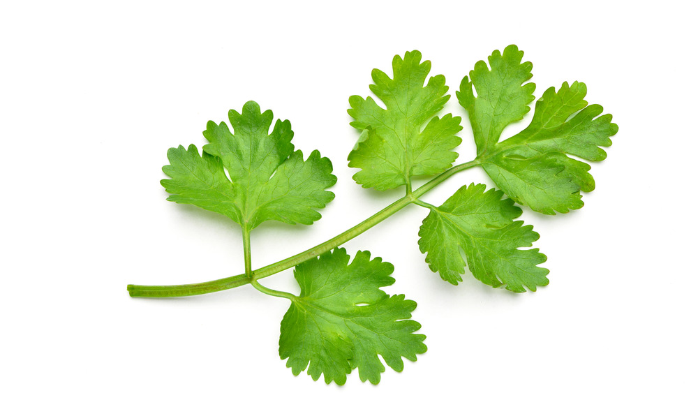 Coriander