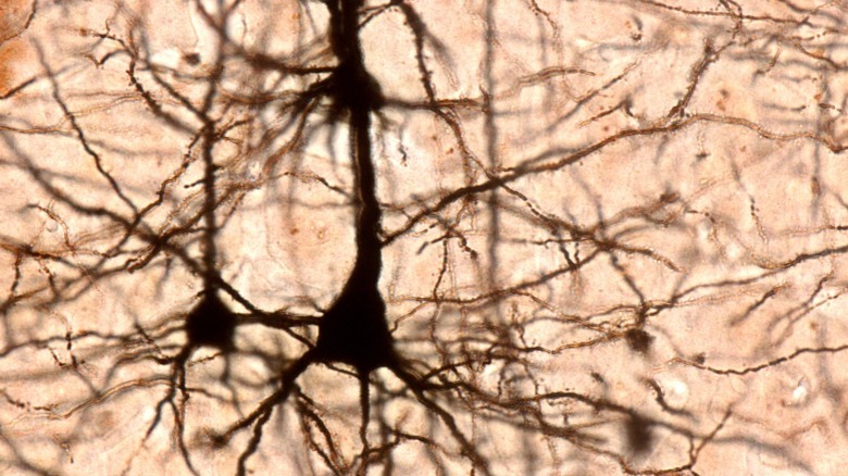 Neurons in the brain