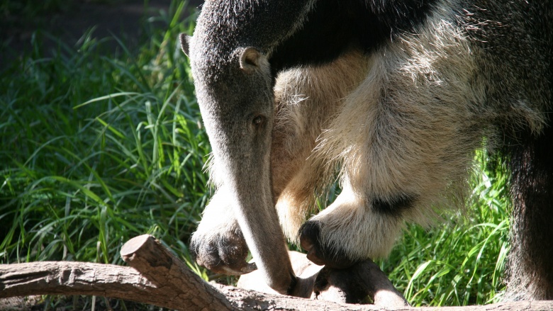 Giant anteater