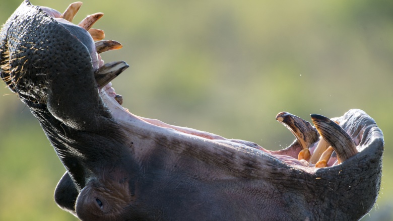 Hippopotamus