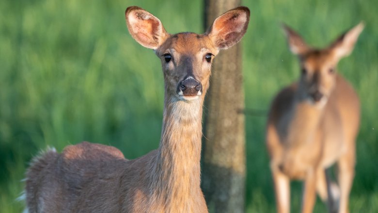 Deer looking ahead