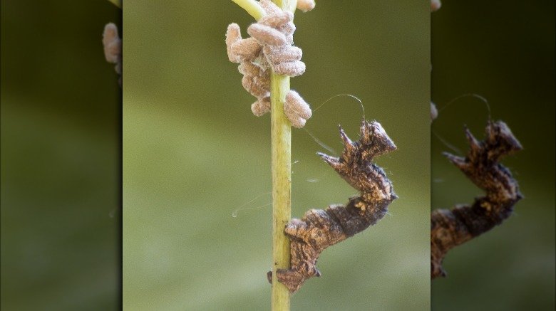 Glyptapanteles cocoons with caterpillar