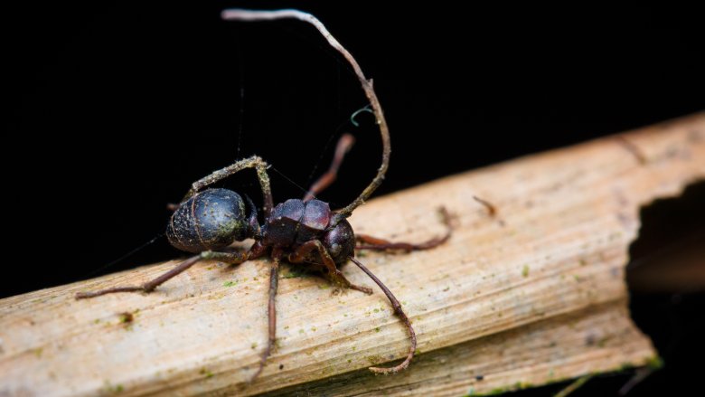 Zombie ant on piece of wood