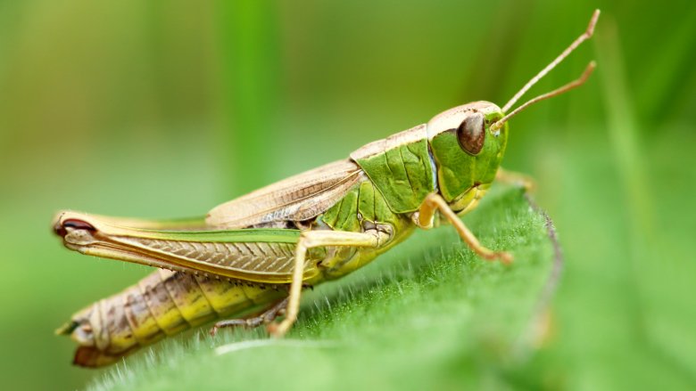 Grasshopper on leaf