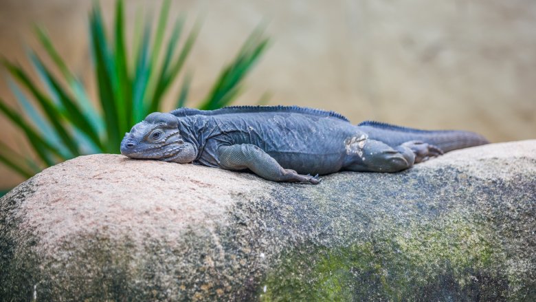 lizard asleep dreaming