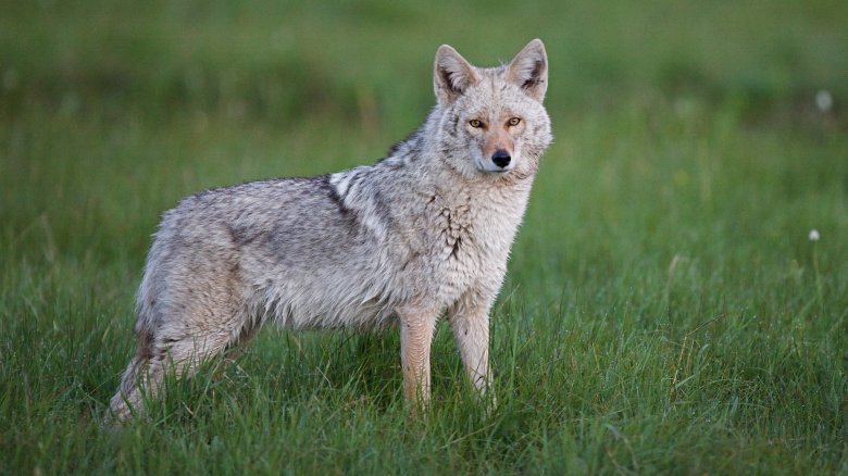 coywolf