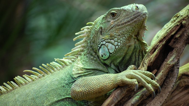 iguana