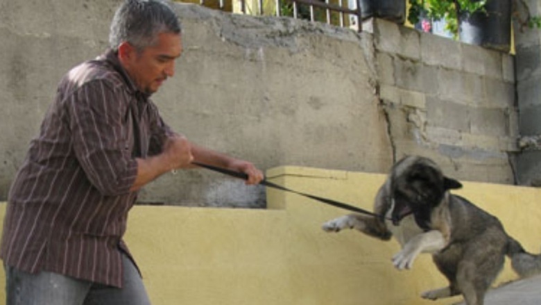 cesar milan dog whisperer