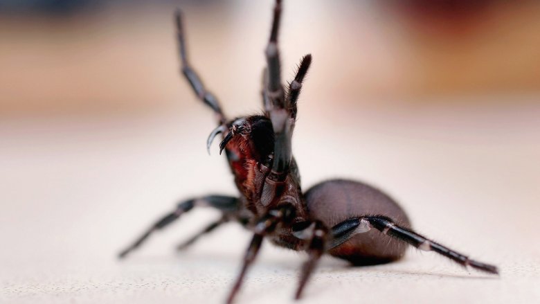 Sydney funnel spider