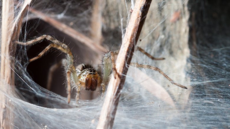 A spider's nest