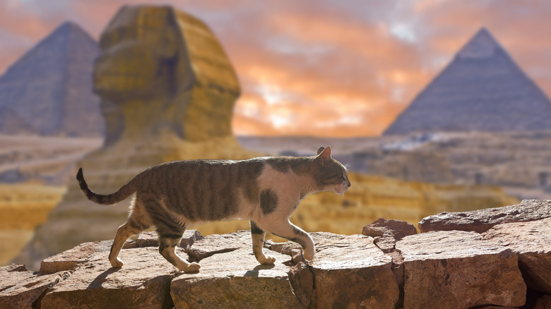 cat walking on a wall in front of the pyramids and sphinx