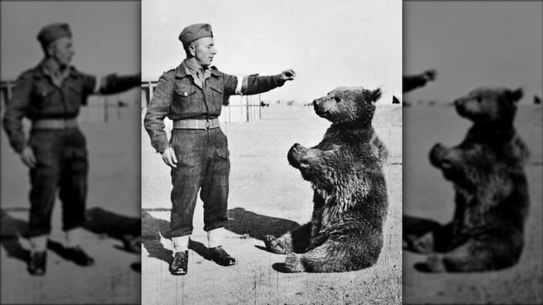 Wojtek with a soldier from the 22nd artillery supply company