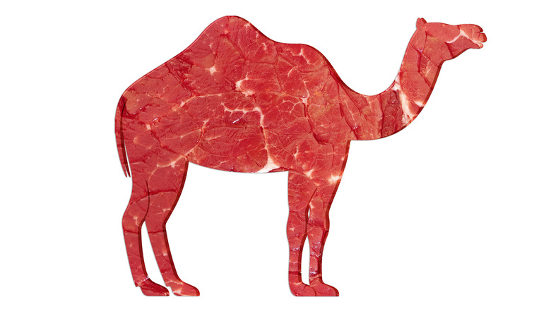 camel image meat