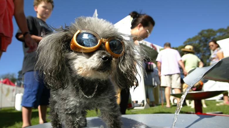 Dog wearing Doggles in a crowd