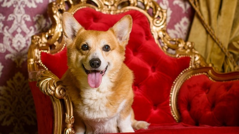 A Corgi sitting on a miniature throne