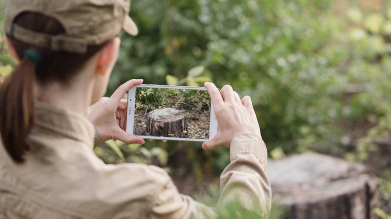 female ranger taking photo of a tree