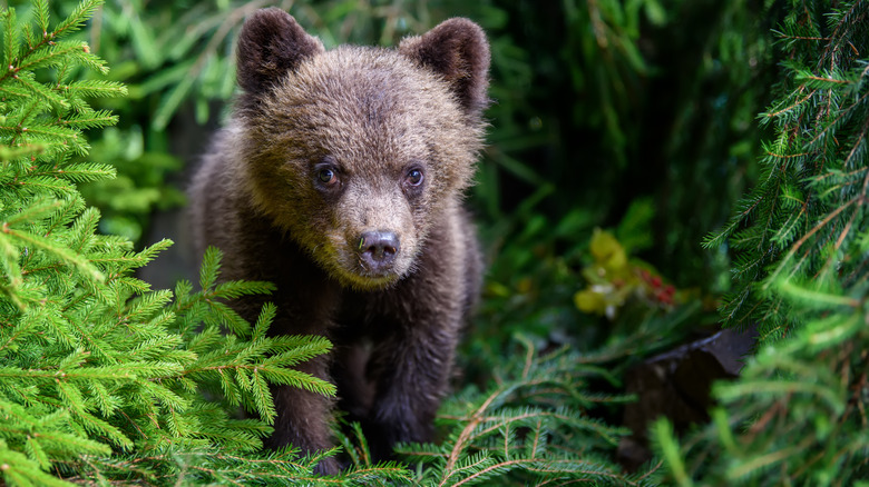 baby bear all alone