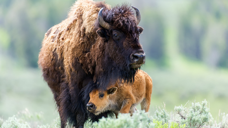 bison calf with mother