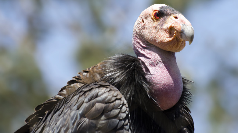California condor head