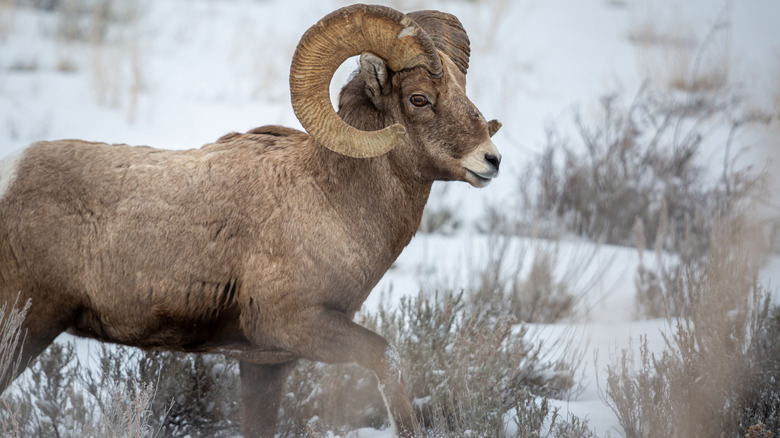 bighorn sheep Grand Teton 