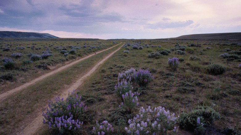 Wagon ruts prairie purple flowers