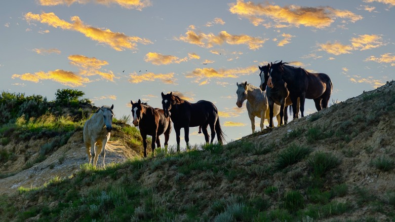 Horses stand on a ridge