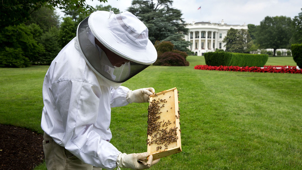 Beekeeper Charlie Brandts works with the beehive