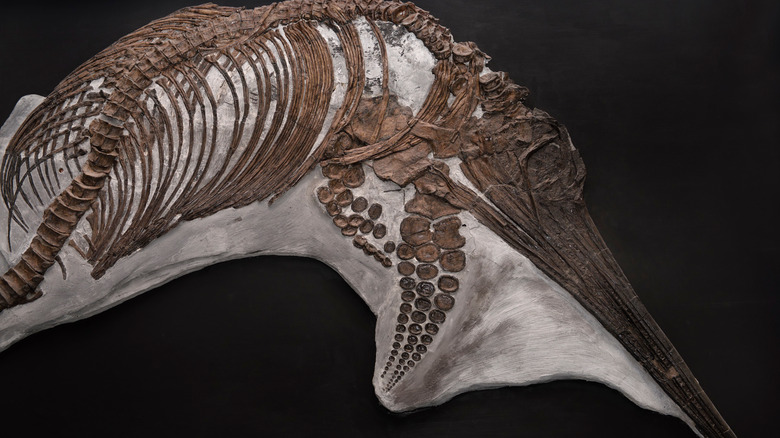 fossil ichthyosaur