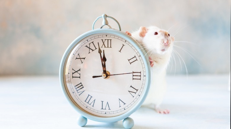 mouse peeking out behind clock