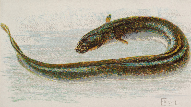 American eel