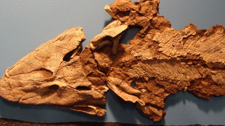 Tiktaalik roseae