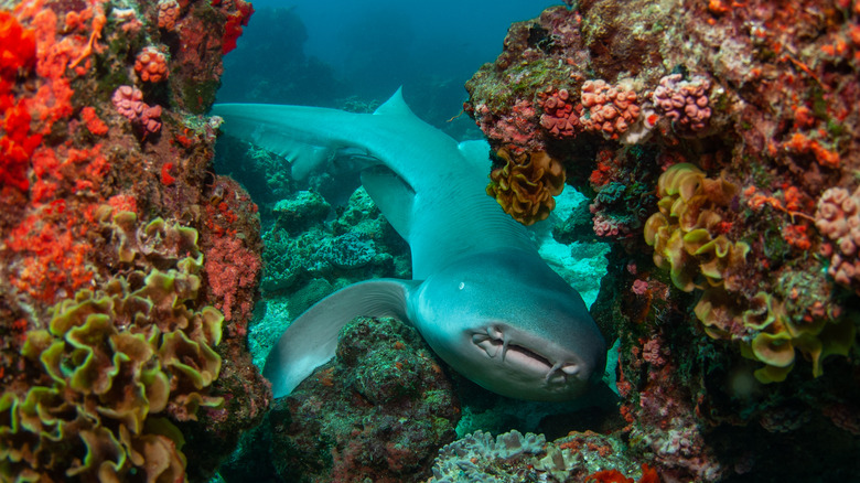 shark in coral reef