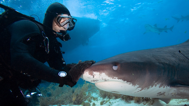 scuba diver and tiger shark