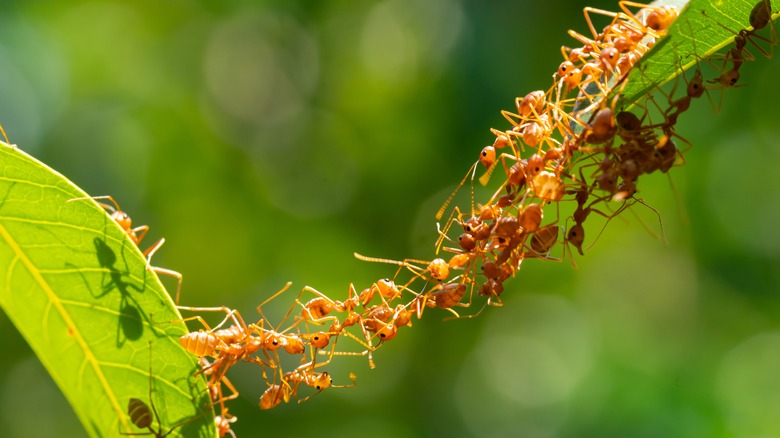 Red ants weaver ants forming bridge to leaf