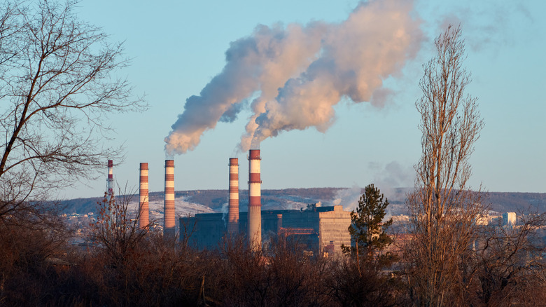 trees smokestacks 