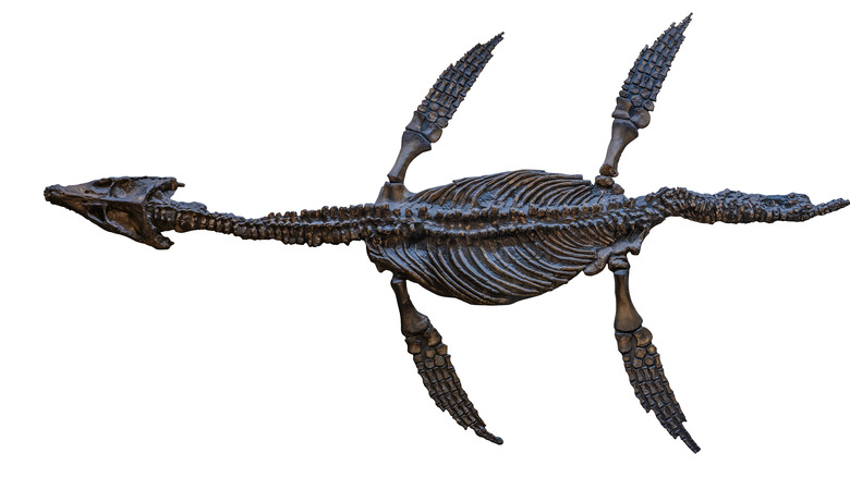 Plesiosaur skeleton 