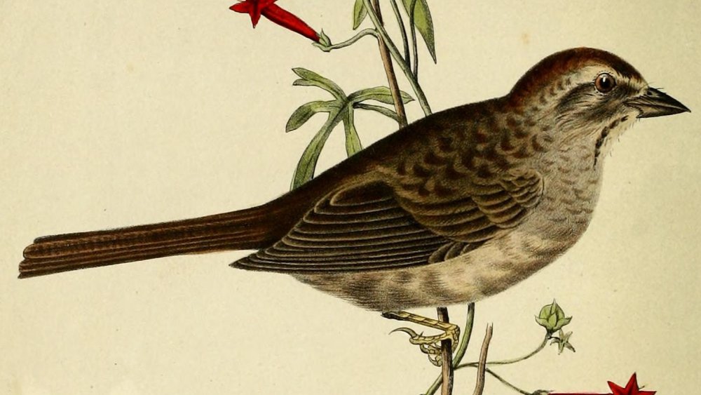 One of John Cassin's detailed illustrations of birds.