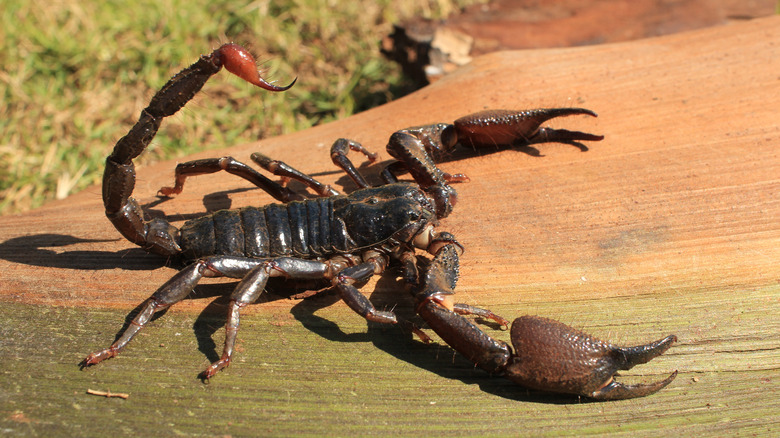 scorpion with its pincers spread