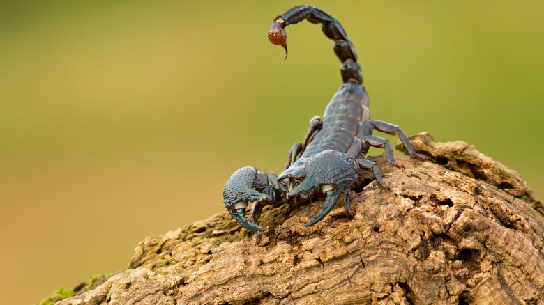 scorpion standing on a wooden stump