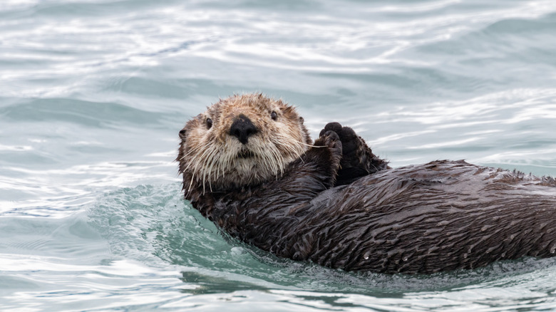 Sea otter floats on its back