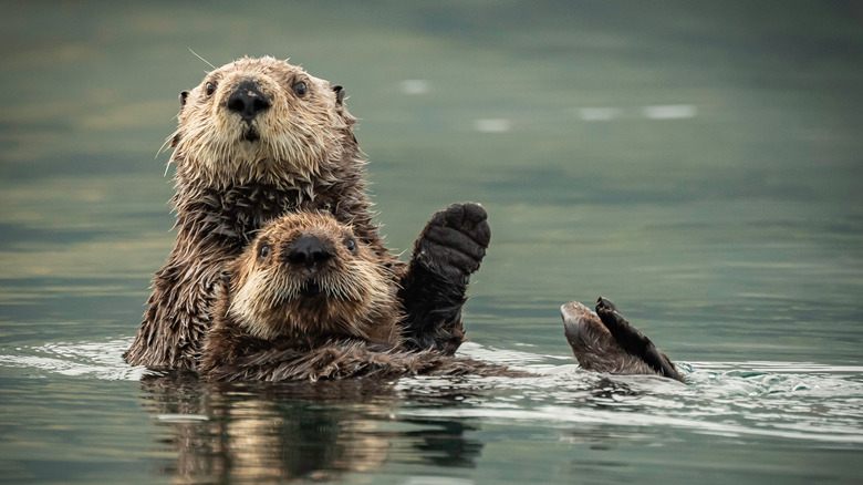 Two sea otters holding each other