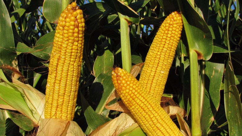 ripe corn cob in field