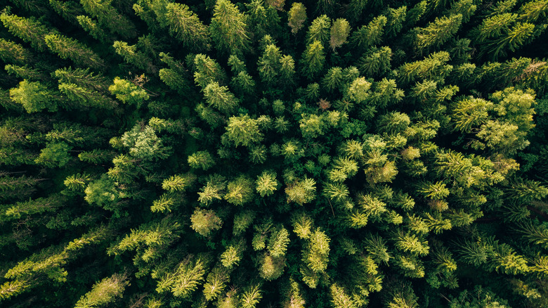 drone aerial photo of a forest