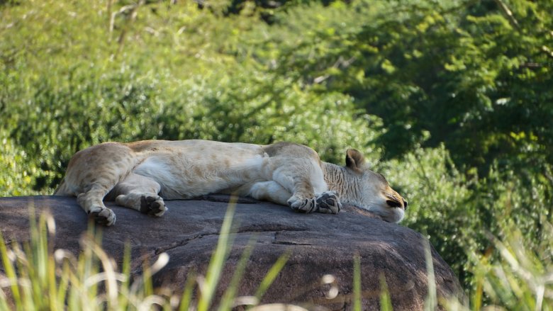 Disney's Animal Kingdom