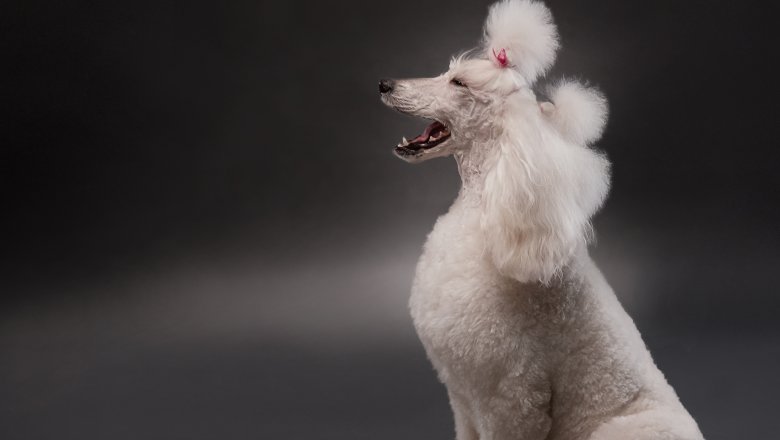 poodle profile gas mutation