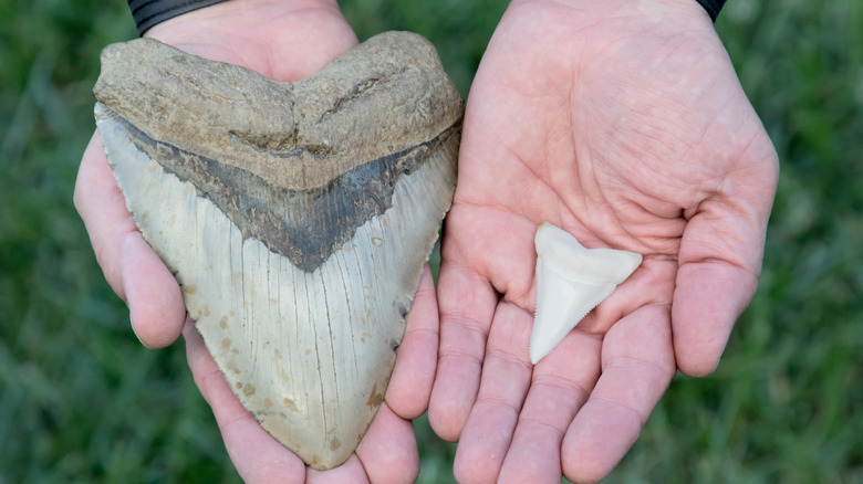 Megalodon vs great white teeth