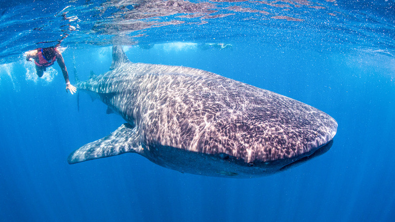 Swimmer with whale shark